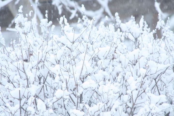 ライラックと雪
