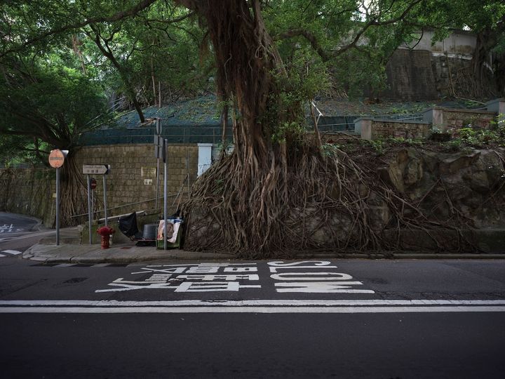 木の根が塀を包み込む、香港らしい街角の風景