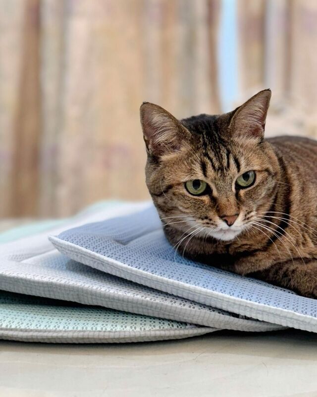 空調クールマット 猫