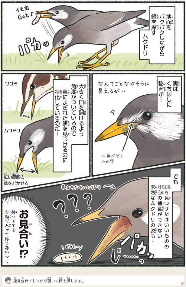 お見合い！？ （C）piro piro piccolo／KADOKAWA