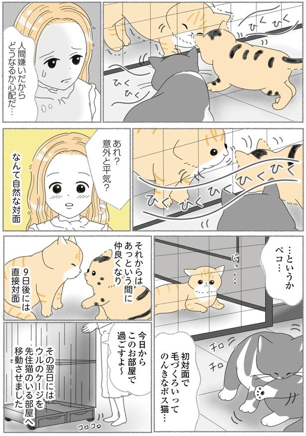 意外と平気？ （C）ゆきよみ、にゃんかつ／KADOKAWA