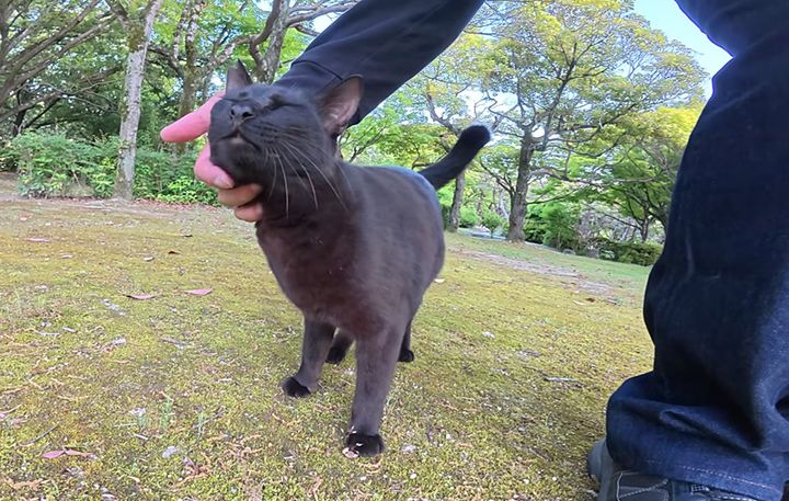 ナデナデを堪能する黒猫