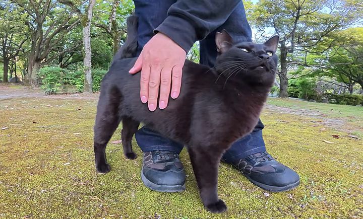 鳴きながら甘える黒猫