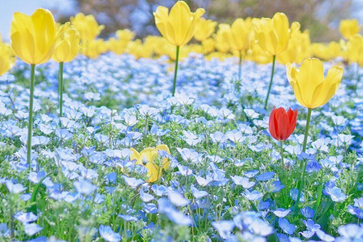 大阪市内で最も広い都市公園♪ 季節の花に囲まれる「花博記念公園 鶴見緑地」