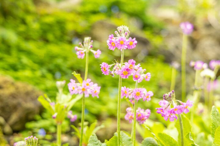 大阪市内で最も広い都市公園♪ 季節の花に囲まれる「花博記念公園 鶴見緑地」