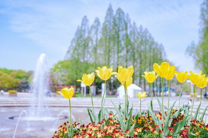 大阪市内で最も広い都市公園♪ 季節の花に囲まれる「花博記念公園 鶴見緑地」