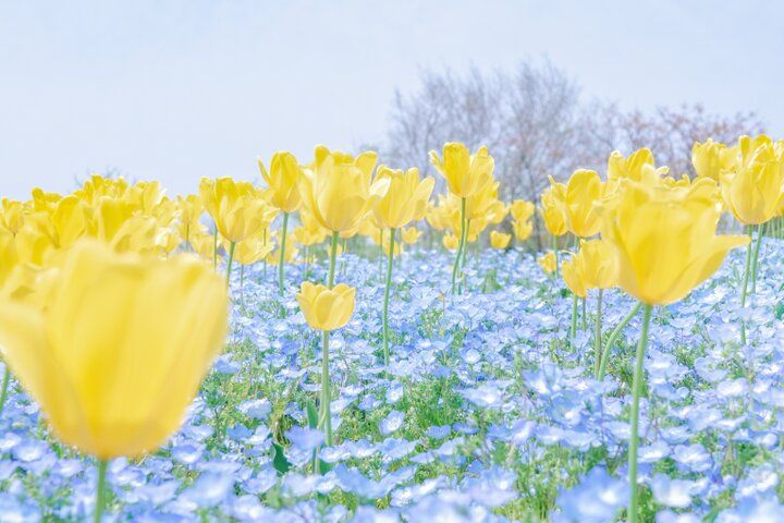 大阪市内で最も広い都市公園♪ 季節の花に囲まれる「花博記念公園 鶴見緑地」