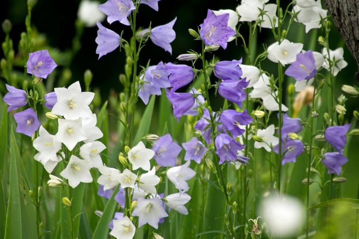 初夏の庭を涼やかに彩る【カンパニュラ】8選 ベル型の花が愛らしい多年草