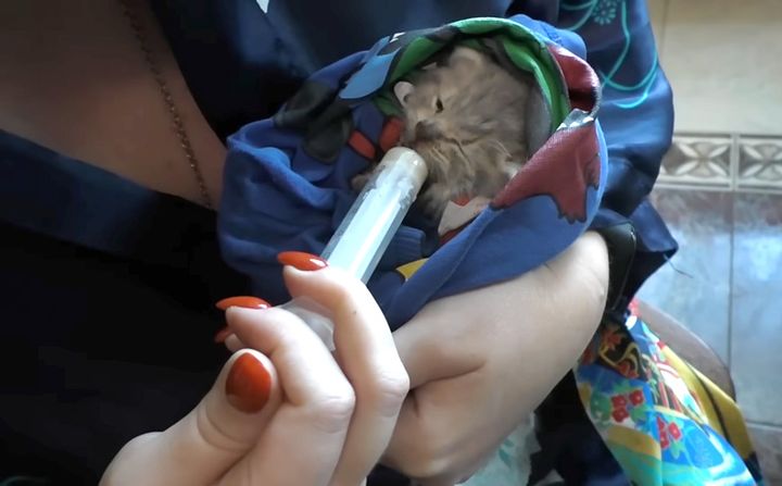 ミルクを飲む保護子猫