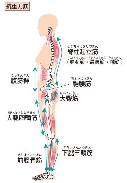 腸腰筋＿大腿四頭筋＿前脛骨筋＿大殿筋