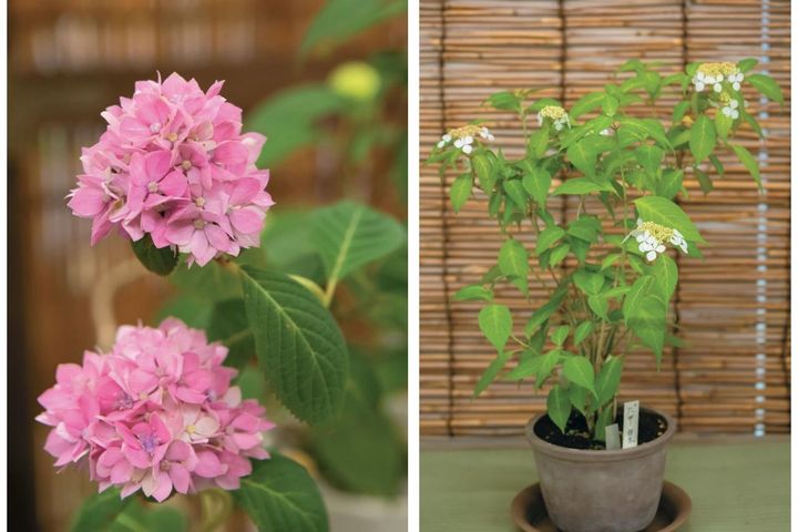 鉢で楽しむ【ヤマアジサイ】（ピンク・白）名品6種。趣がさらに増す仕立て方とは？