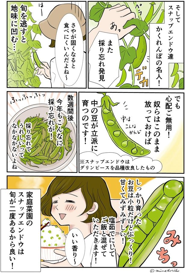 放っておけば中の豆が立派に育つのです！ （C）峯鳥子