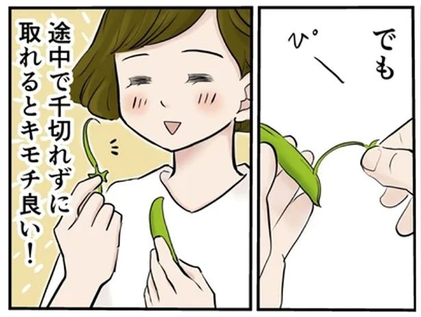 スナップエンドウの筋取り （C）峯鳥子