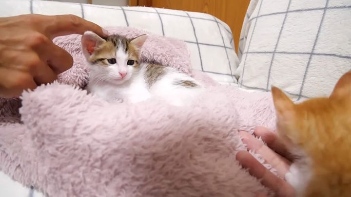 野生味ゼロの弟猫