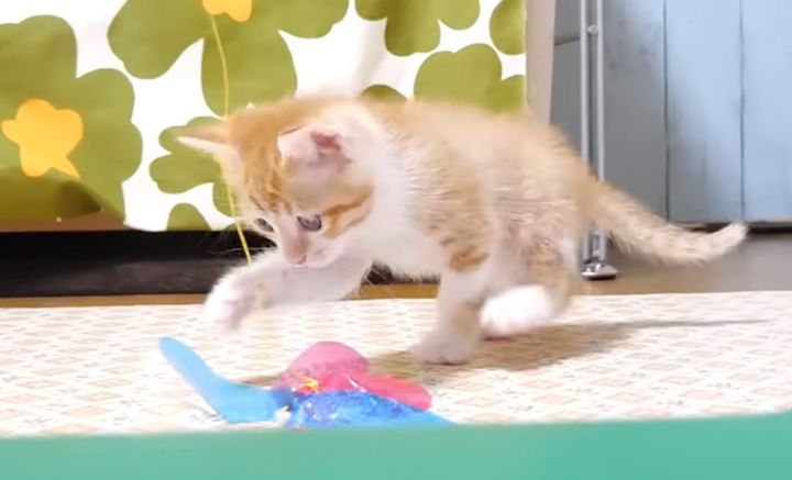 ワイルドな姉猫