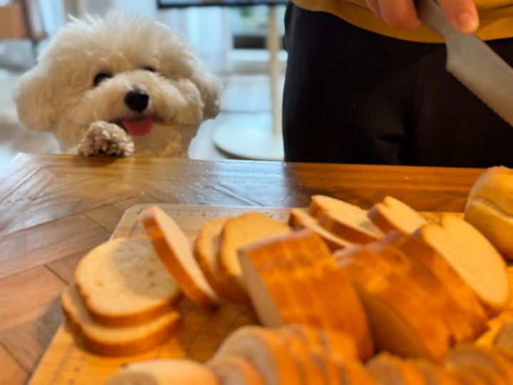 ビションフリーゼのなぎもワクワク