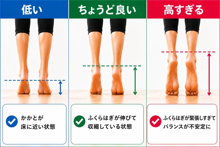 つま先立ちの高さ比較