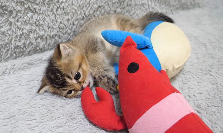 突然ウトウトし始める子猫