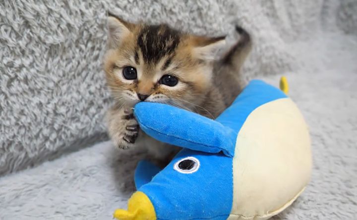 ぬいぐるみをガジガジする子猫