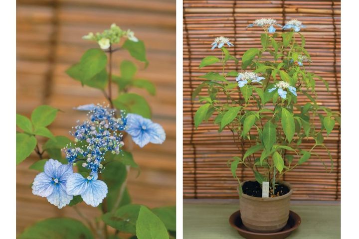 鉢仕立てで楽しむ【ブルーのヤマアジサイ】6選：池の蝶・芥川絞り・美人紫など自生種の魅力