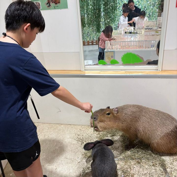 アニタッチ動物と触れ合いお台場雨の日のお出かけカピバラ
