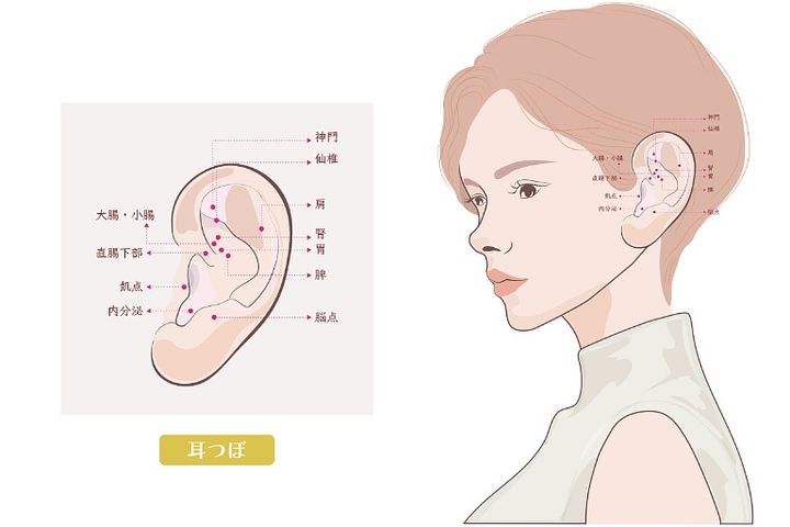 耳ツボの位置解説 イラスト