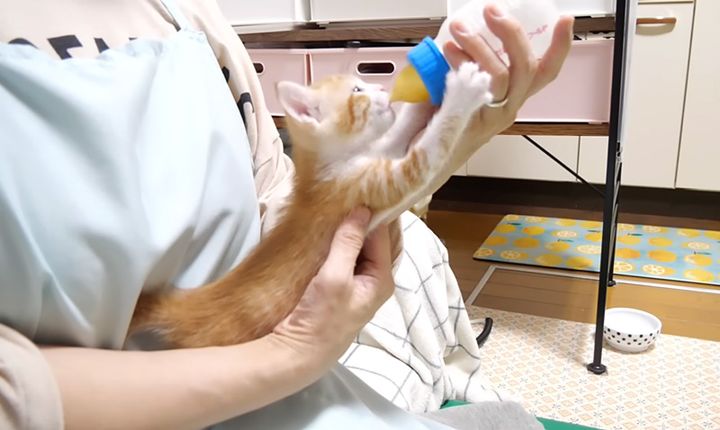 ミルクを一気に飲む子猫