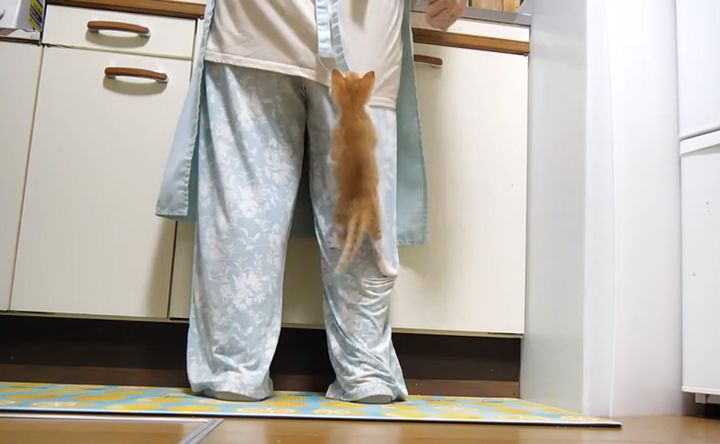すぐに足にダイブする子猫