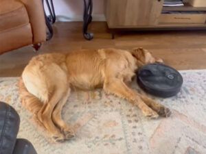 掃除機が何度ぶつかっても起きない犬さんと、毛玉を掃除したいロボットの対決！ | TRILL【トリル】