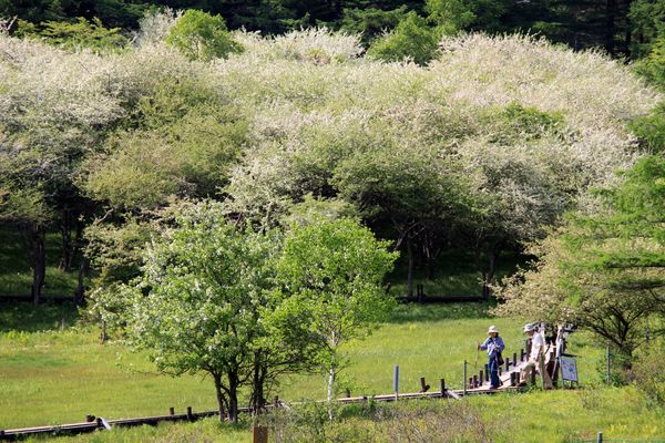 【長野県富士見町】富士見パノラマリゾートで、春の高原を五感で楽しむ「120万本のすずらん祭り」開催！