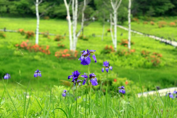 【長野県富士見町】富士見パノラマリゾートで、春の高原を五感で楽しむ「120万本のすずらん祭り」開催！