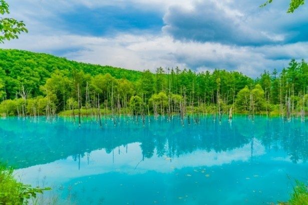 【写真】コバルトブルーが美しい「白金青い池」