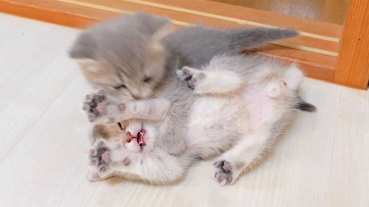 手を上げて降参する子猫