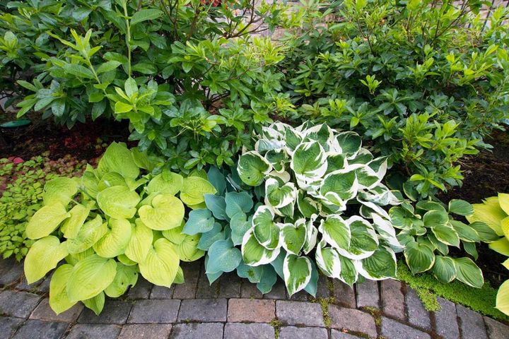暑さに強くて手間いらず！水やり少なめで楽しめる多年草「リーフプランツ」8選【庭・ベランダ】