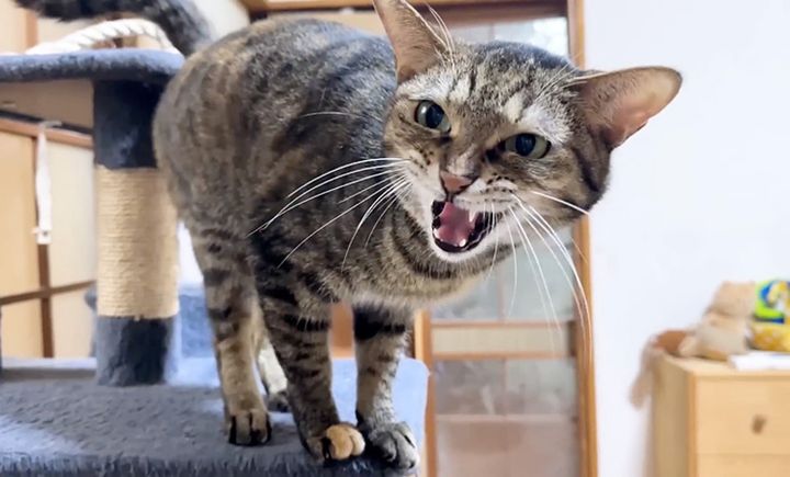 飼い主さんに訴える猫