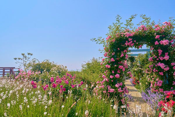 【静岡県熱海市】リゾートパーク「ACAO FOREST」でローズフェスタ開催中！約600種4,000株のバラが見頃