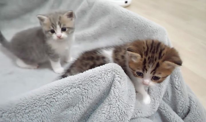 箱から初めて出た子猫達