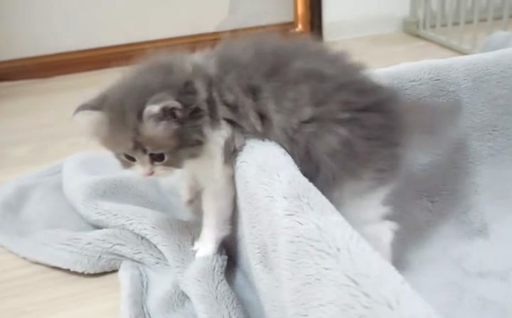 箱から初めて出た子猫達