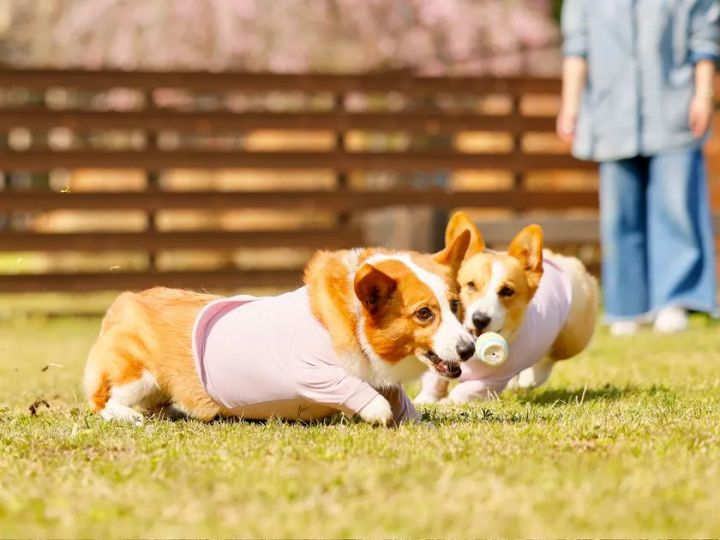 愛犬と泊まれるツインドームの魅力を紹介する動画のサムネイル