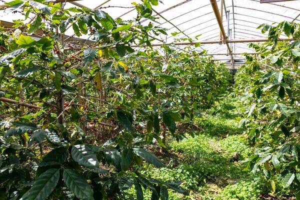 【沖縄県恩納村】沖縄県産を含むコーヒーチェリーの果肉を主原料にしたオリジナルクラフトビール発売！