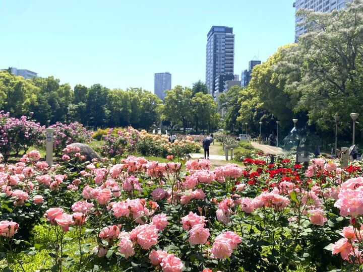 靭公園のバラ散策と一緒に♪ 心ときめくカフェ5選