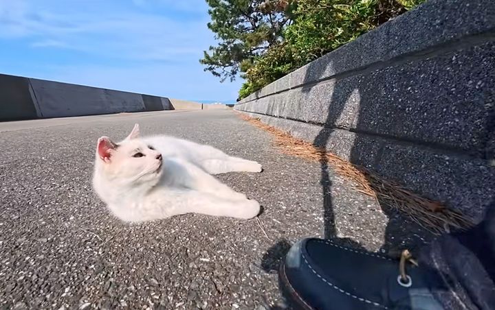会うと必ず挨拶してくる猫