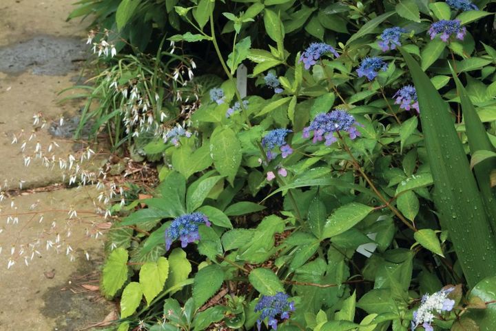 花期がずれるからロングランで楽しめる【ヤマアジサイ×園芸アジサイ】の庭実例。管理のコツは？