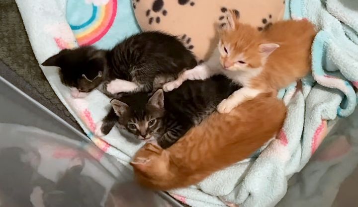 眠たい子猫達