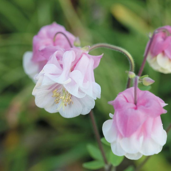 自分で育てた花の開花は格別！