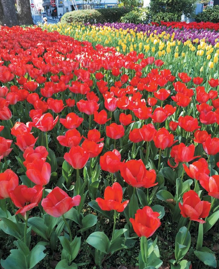 花散策が夫婦の時間！