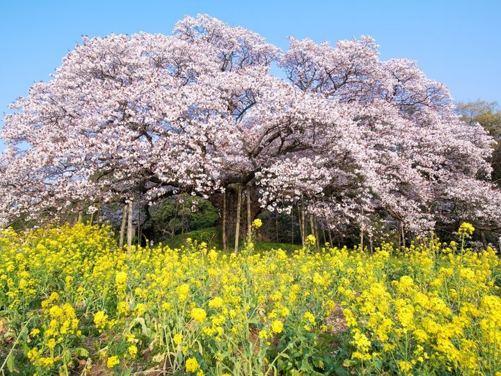 大東建託は、千葉県居住の20歳以上の男女、2022～2026年合計4万1578人を対象に「いい部屋ネット 街の住みここちランキング2026＜千葉県版＞」に関する調査を実施。住みここち（自治体）ランキングの2位は「印西市」、では1位は？