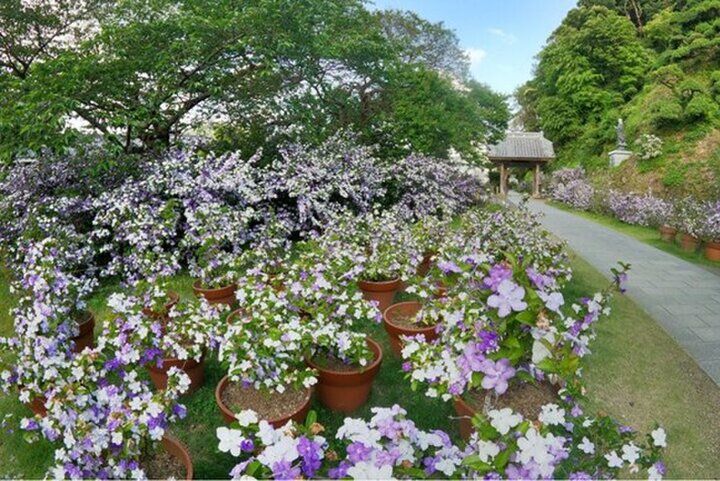 下田・了仙寺のアメリカジャスミンの香りに癒されて♪下田ロープウェイで行く寝姿山で縁結び祈願も