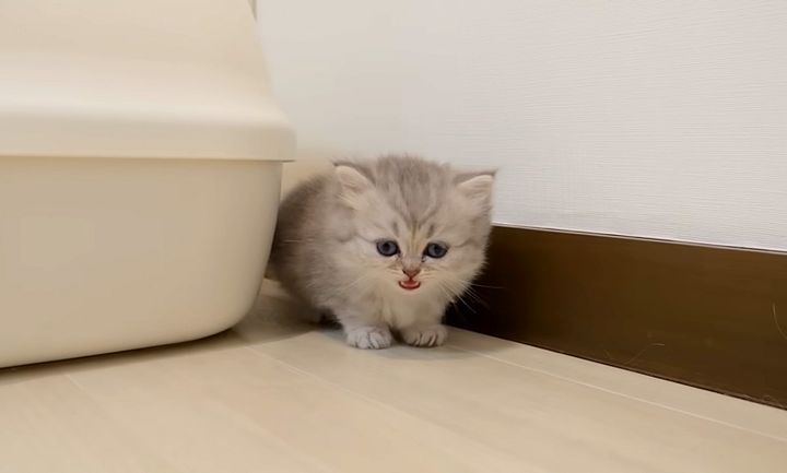 鳴きながら冒険する子猫