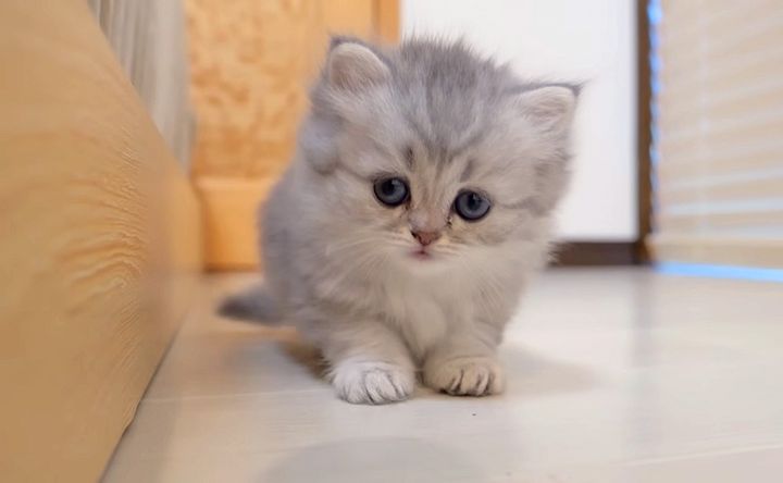 だるまさんが転んだする子猫